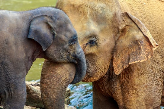 bigstock-elephant-and-baby-elephant-76141319.jpg