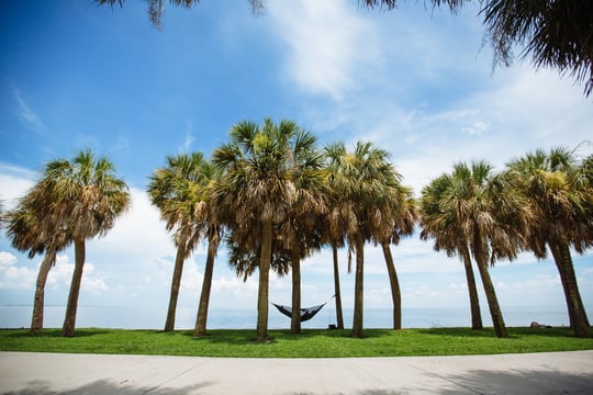 Palm trees lining a walkway